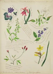 Wildblumen (Seite aus einem Skizzenbuch mit Versen)